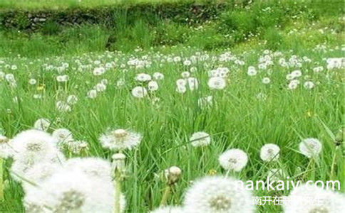 南開大學(xué)開設(shè)同等學(xué)力申碩了嗎