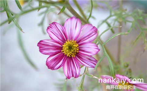 沒有學位證能不能讀南開大學在職研究生啊