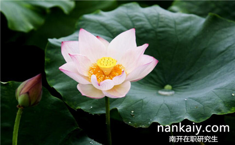 南開大學行政管理在職研究生怎么報名